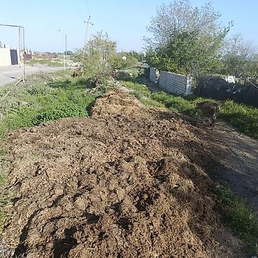 güldəfnə bitkisi: Təbii mal peyini – sahə və bağ üçün üzvi gübr 1 maşını 40 manat — 1