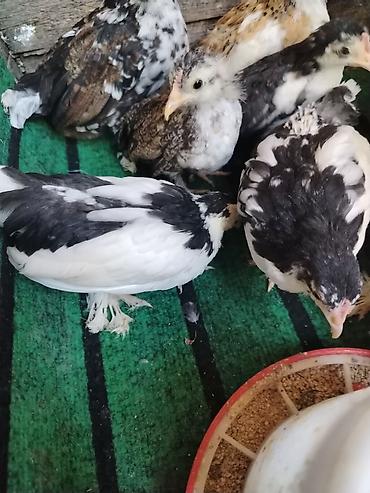 Toyuqlar: Toyuq, Milflör, Damazlıq — 7