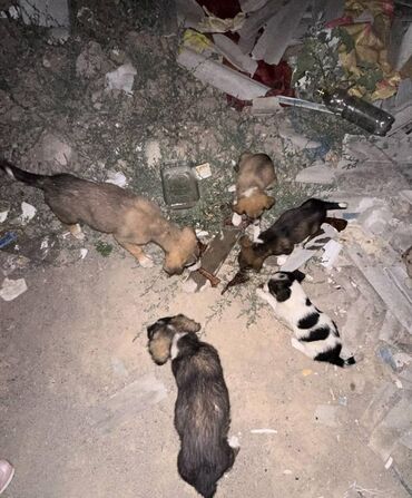 породистая собака: По просьбе ⬇️⬇️⬇️ SOS!!! Ночью на пустыре нашли щенков с разных