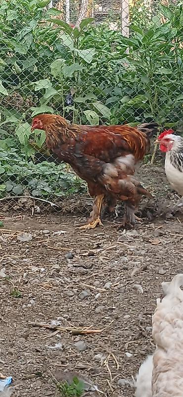 brama toyuqlari satisi: Курица, Brama, Для разведения — 7