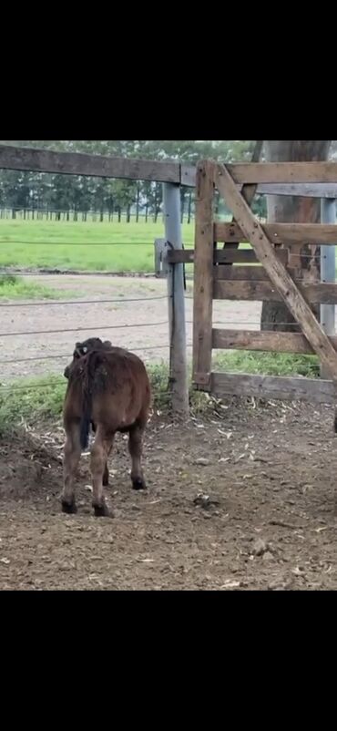 Dana, buzov: Məhsul: Qara və tünd qəhvəyi rəngli buzovlar (ətlik tip) Təsvir: - — 4