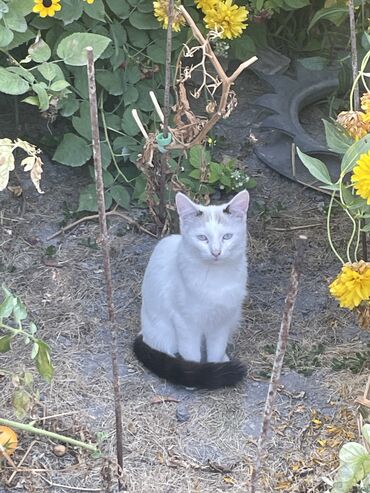 купить кот кот: Девочка