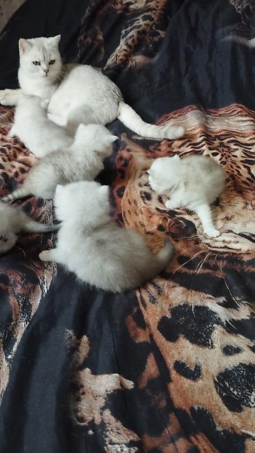 кошка породистый: Готовы к продажи чистокровные котята породы Шотландские ( скоттиш фолд — 4