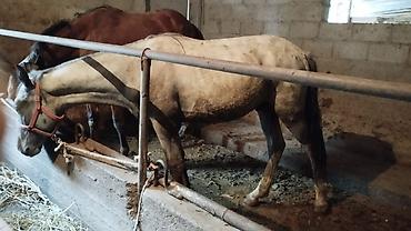 конь: Продаю | Жеребенок | Рабочий — 5