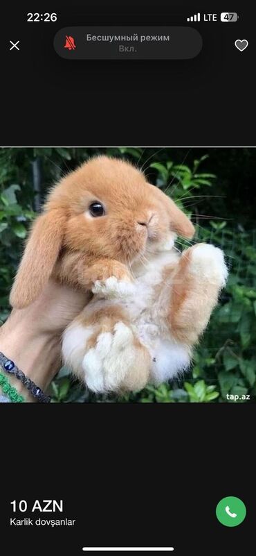 kirpi heyvan: Holland lop cinsi 20 AZN Şotland lop cinsi 25 azn yem qəfəs hər bir