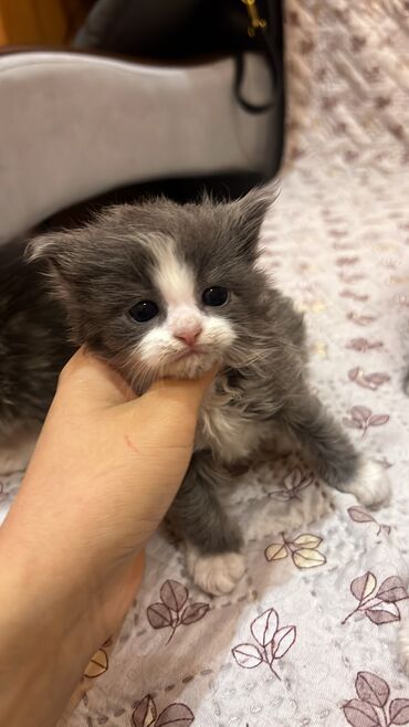 купить кота бишкек: 2 месяца, Девочка, Приучена к лотку