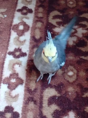 cats az: Nimfa (Cockatiel) papağanı - Növ: Nimfa (cockatiel) - Rəng: boz — 3