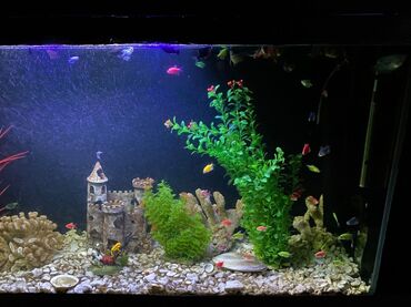 аквариум рыбы: Аквариум 400 литров