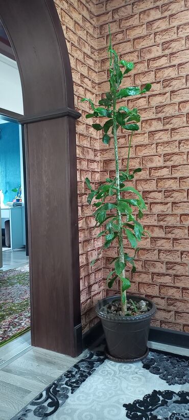 семейный кактус: 1м 80см высота