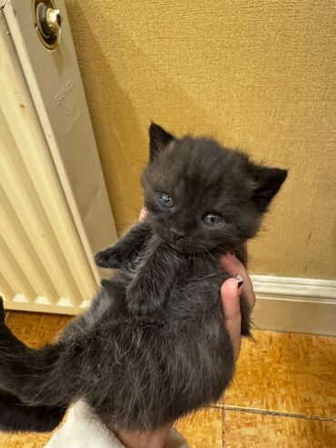 Pişiklər: Erkək, Dişi, Yaxşı əllərə, Ünvandan götürmə, Pulsuz çatdırılma — 7