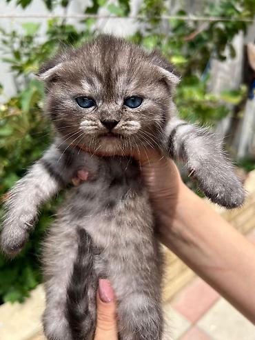 Pişiklər: Şotland — 3