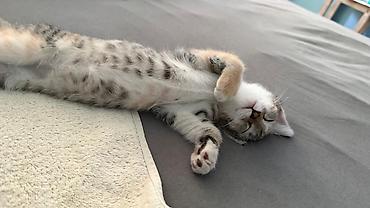 собаки породистые в дар: Кошка даром: Беспородная, 3 месяца, Девочка — 1