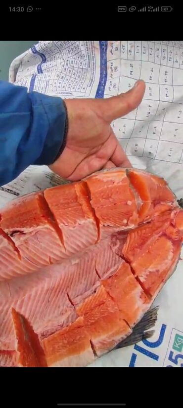 Рыбы: Продаю Токтогулский форель с Токтогулский водохранилещи по 450 сом за