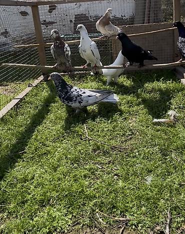 Göyərçinlər: Goyercinler satilir — 3