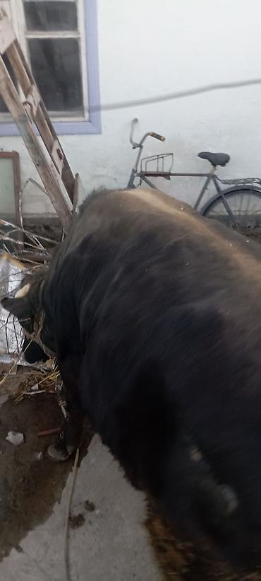 Коровы, быки: Продаю | Бык (самец) | Симментальская | На откорм | Привязанные — 10