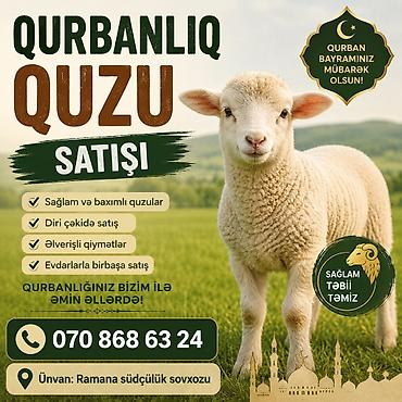 heyvan yemlərinin satışı: 28-40 kq aralığında diri çəkisi olan, qurbanlığa yararlı erkən quzular — 1