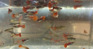 свежемороженая рыба: Рыбки гуппи оптом от 50 штук
