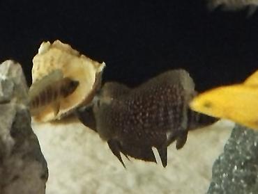 Balıqlar: Cixlid balığı -da lalafo.az — 4 Balıqlar: Cixlid balığı — 4