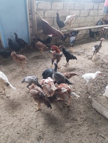 Амадины: Məhsul: Cücə və gənc toyuqlar (qarışıq rəng və cinslər) Təsvir: -