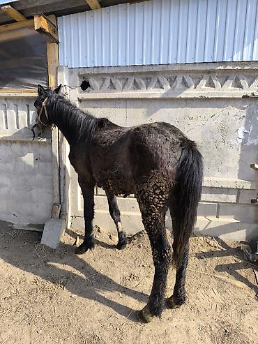 Лошади, кони: Продаю | Конь (самец) | Кара Жорго — 11