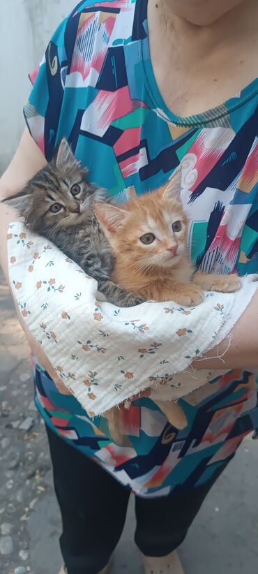 отдам кота я его боюсь: Эркек