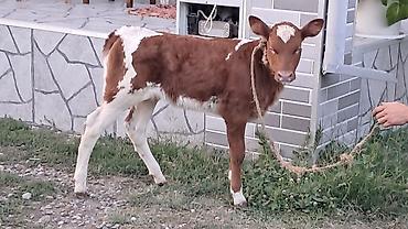 ətlik inək cinsləri: Birinci qarına doğub yanında süni mayalanmadan olan smental dişi — 1