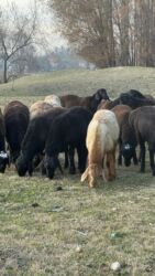 Бараны, овцы: Продаю | Баран (самец) — 3