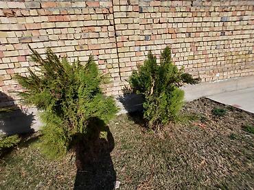 Декоративные деревья: Саженцы деревьев: Ели — 18