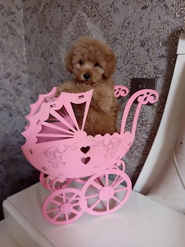 İtlər: Pudel, 2 ay, Dişi — 2