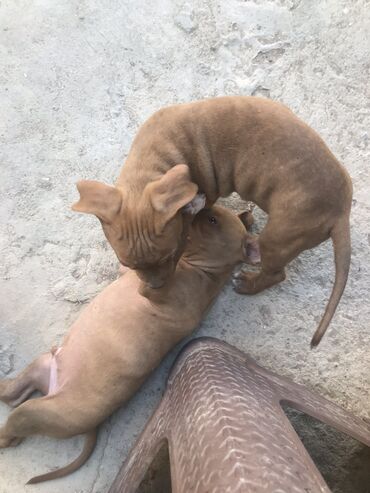 i̇t pudel: Pitbul, 2 ay, Dişi, Peyvəndli, Ünvandan götürmə