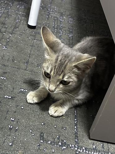котик: Отдам котенка в хорошие руки по полу мальчик ласковый игривый очень — 2