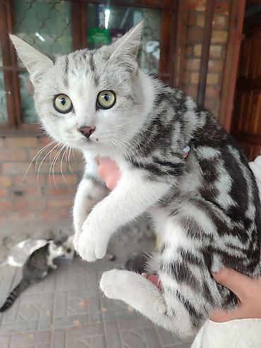 Продажа кошек: Скотиш Страйт (Шотландская прямоухая), 4 месяца, Мальчик — 1