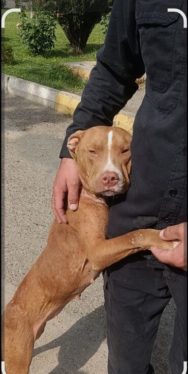 İtlər: Pitbul, 8 ay, Dişi, Cütləşmə üçün, Ünvandan götürmə