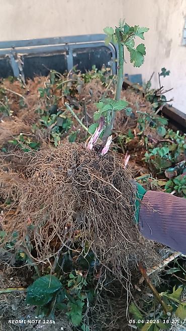 Ежевика: Ежомалина. Сорт ЛОХНЕСС. Адрес: Совхоз Ала-Тоо 50 сом шт at lalafo.kg — 4 Ежевика: Ежомалина. Сорт ЛОХНЕСС. Адрес: Совхоз Ала-Тоо 50 сом шт — 4