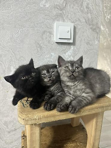 британец: Котята окраса дым/чёрный. - Возраст: 1,5 месяца. -Отец - британец — 1
