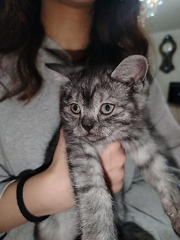 Pişiklər: Britan — 4