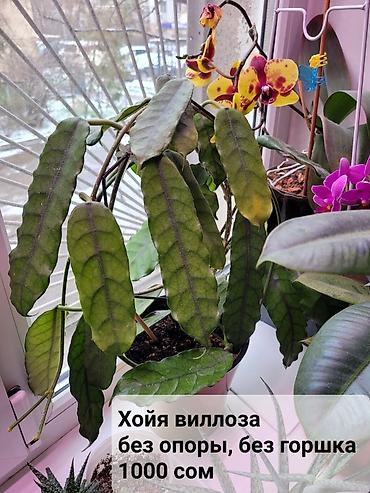 Хойи: Взрослые сортовые хойи
Цена, название и подробности на фото — 3