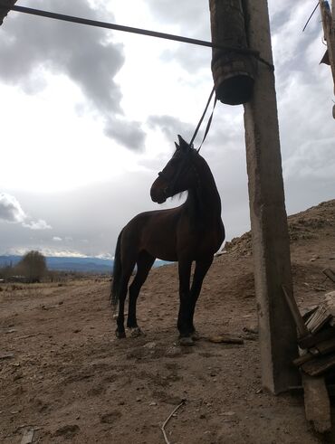 Лошади, кони: Новокыргызский порода Жорго
5 асый
бою 166