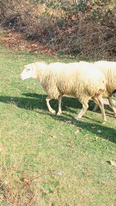 Qoyunlar, qoçlar: Dişi, il: 2, Damazlıq, Ünvandan götürmə — 4