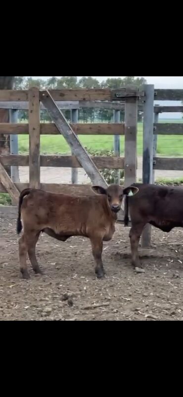 Dana, buzov: Məhsul: Qara və tünd qəhvəyi rəngli buzovlar (ətlik tip) Təsvir: - — 3