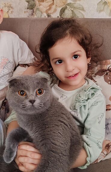 pişik siyam: Шотладская вислоухая, Самка, В добрые руки, Самовывоз