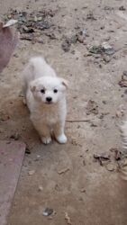 йоркширский терьер цена в баку: Dişi, Ünvandan götürmə