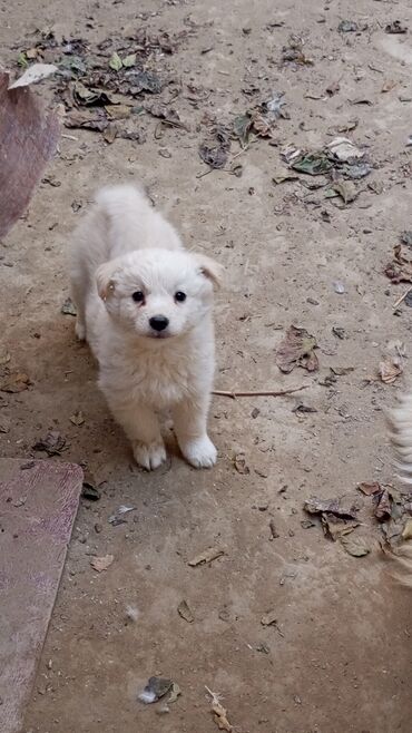 İtlər: 1 ay, Dişi, Ünvandan götürmə