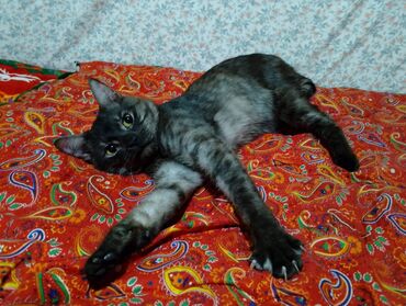 японская порода кошек: 10 айлык, Эркек, Боз, Документтери менен, Аргын, Лотокко барууга үйрөтүлгөн