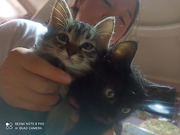 котики в оше: Отдам даром котят в хорошие руки — 2