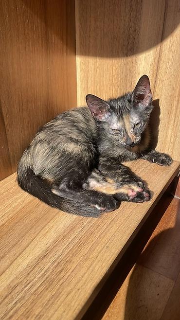 кошки свинкс: Котята короткошерстные, родились от родителей сфинксов - Окрас: одна — 1