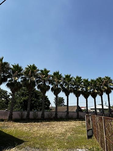 şam ağacı növləri: Satılır: Yetkin Washingtonia robusta (Fan palmaları) – 11 ədəd — 1
