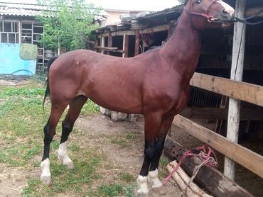 Лошади, кони: Продаю | Жеребец | Конный спорт, Для разведения, Рабочий | Племенные, Осеменитель, Мерин — 2