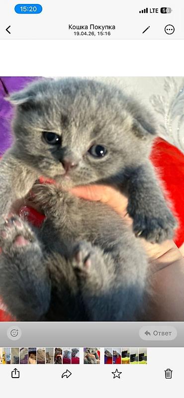 Pişiklər: Şotland — 4