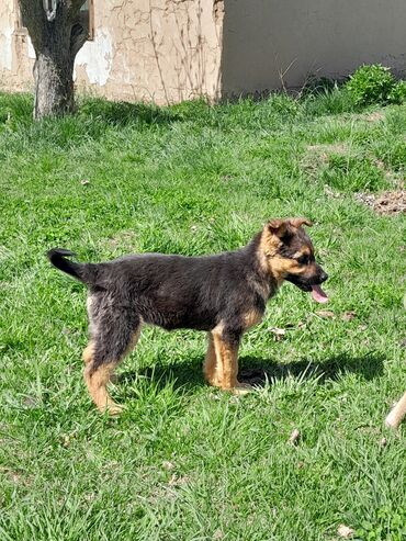 Собаки: Продаётся щенки 2 месяца одна сучка одна кабель мать немец отец